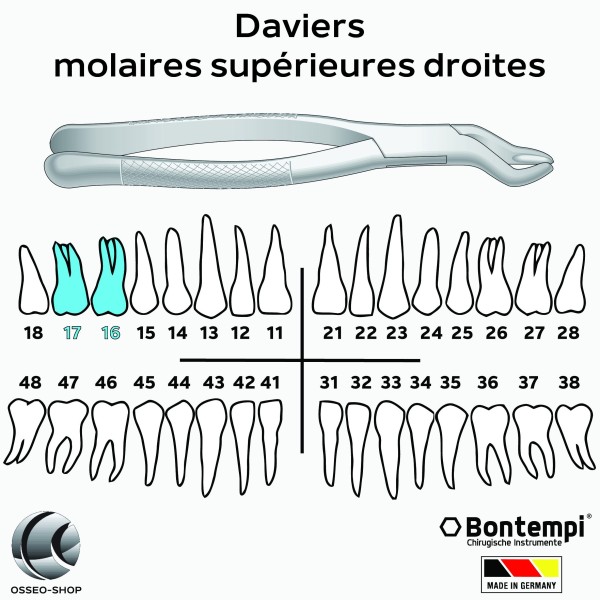 Daviers - Molaires supérieures droites - Bontempi