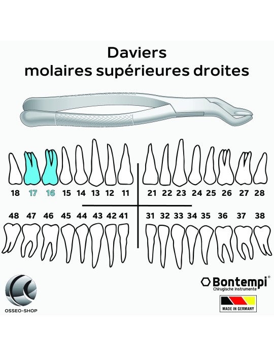 Daviers - Molaires supérieures droites - Bontempi