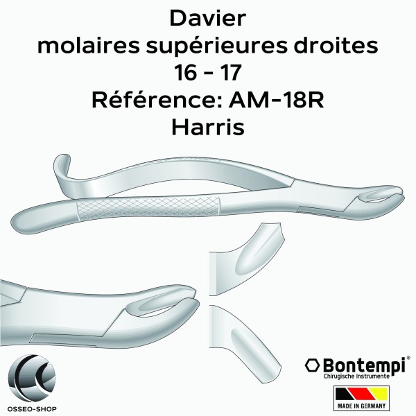 Daviers - Molaires supérieures droites - Bontempi