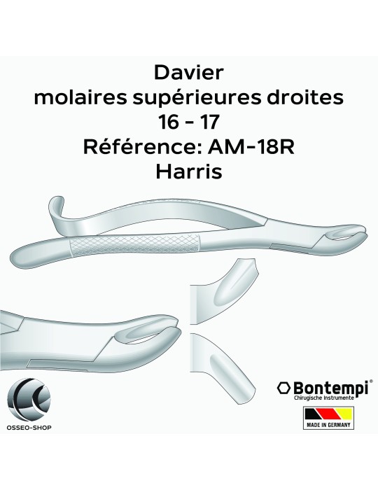 Daviers - Molaires supérieures droites - Bontempi