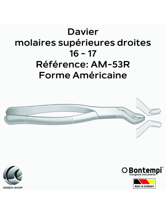 Daviers - Molaires supérieures droites - Bontempi