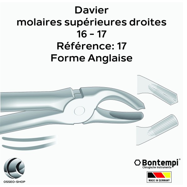 Daviers - Molaires supérieures droites - Bontempi