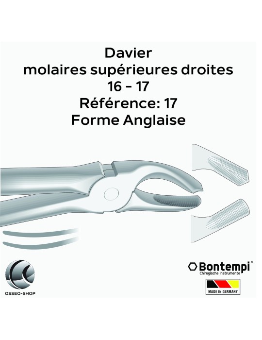 Daviers - Molaires supérieures droites - Bontempi