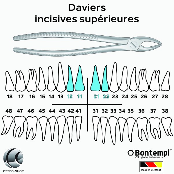 Daviers - Incisives supérieures - Bontempi