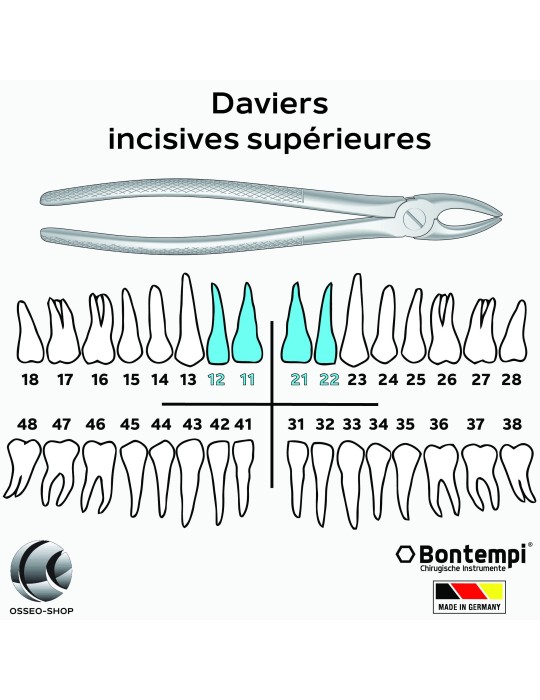 Daviers - Incisives supérieures - Bontempi