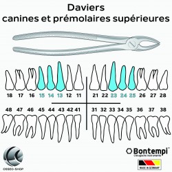 Daviers - Canines et...