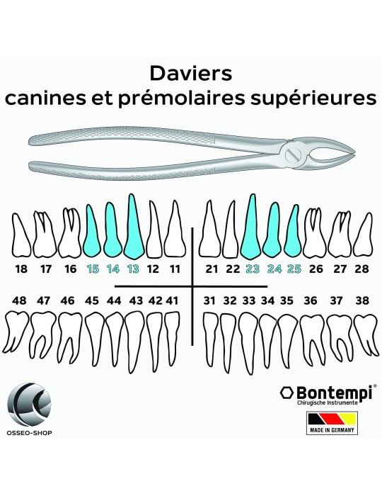 Daviers - Canines et prémolaires supérieures - Bontempi
