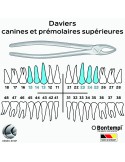 Daviers - Canines et prémolaires supérieures - Bontempi