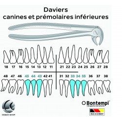 Daviers - Canines et...