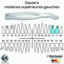 copy of Daviers - Molaires...