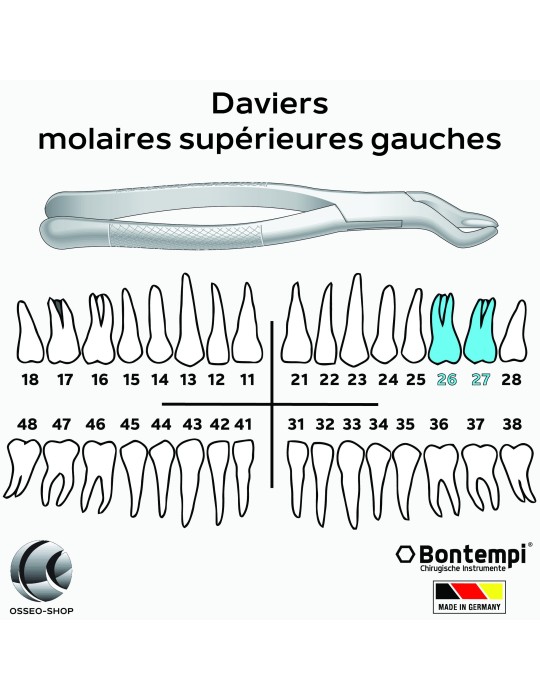 Daviers - Molaires supérieures gauches - Bontempi