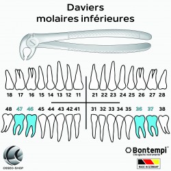 Daviers - Molaires...