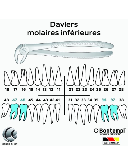 Daviers - Molaires inférieures - Bontempi