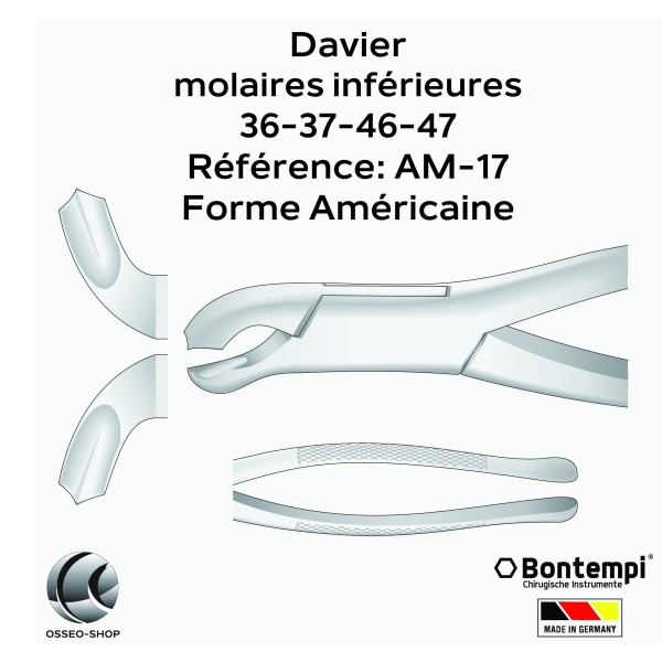Daviers - Molaires inférieures - Bontempi