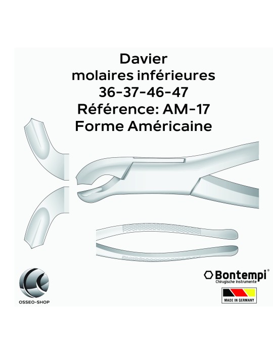 Daviers - Molaires inférieures - Bontempi