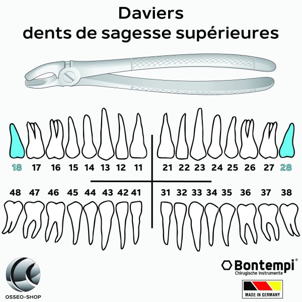 Daviers -Dents de sagesse supérieures - Bontempi