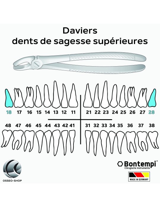 Daviers -Dents de sagesse supérieures - Bontempi