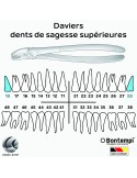 Daviers -Dents de sagesse supérieures - Bontempi