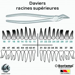 Daviers -Racines...