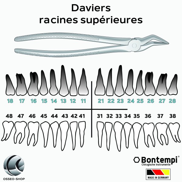 Daviers -Racines supérieures - Bontempi