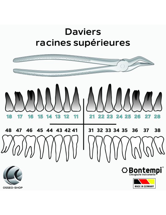 Daviers -Racines supérieures - Bontempi