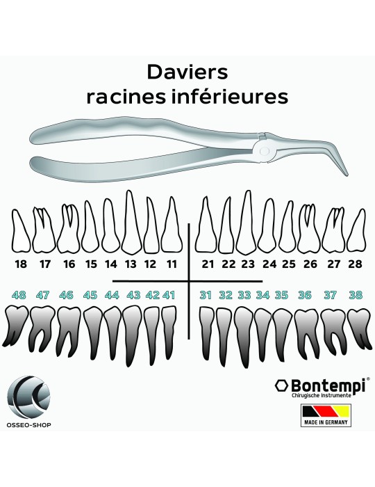 Daviers -Racines inférieures - Bontempi